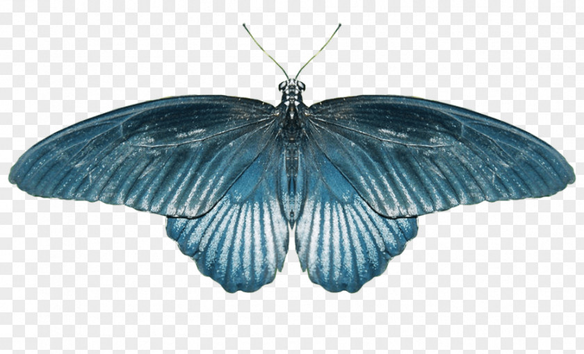 Butterfly Image Wikia Old School RuneScape Computer File PNG