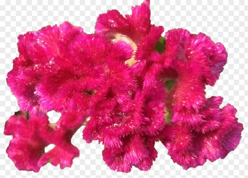 Darshan Pink M Cut Flowers Petal Comb PNG