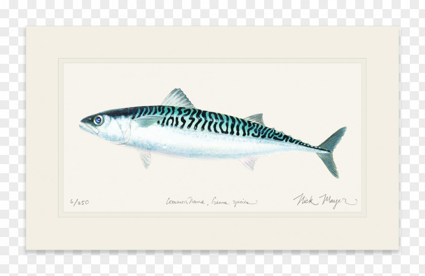Double Twelve Posters Shading Material Mackerel Striped Bass Yellowfin Tuna Sardine PNG