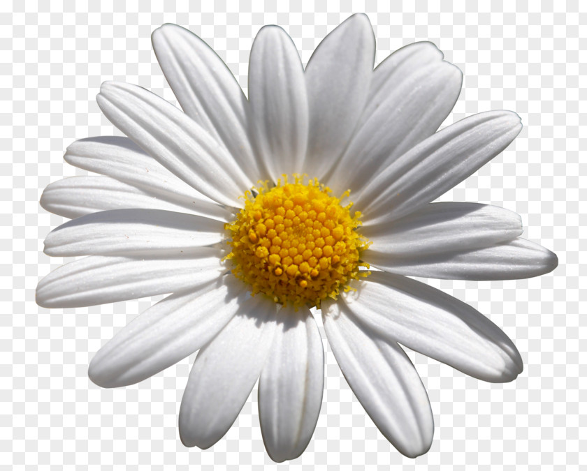 Flower Common Daisy Shasta African Daisies PNG