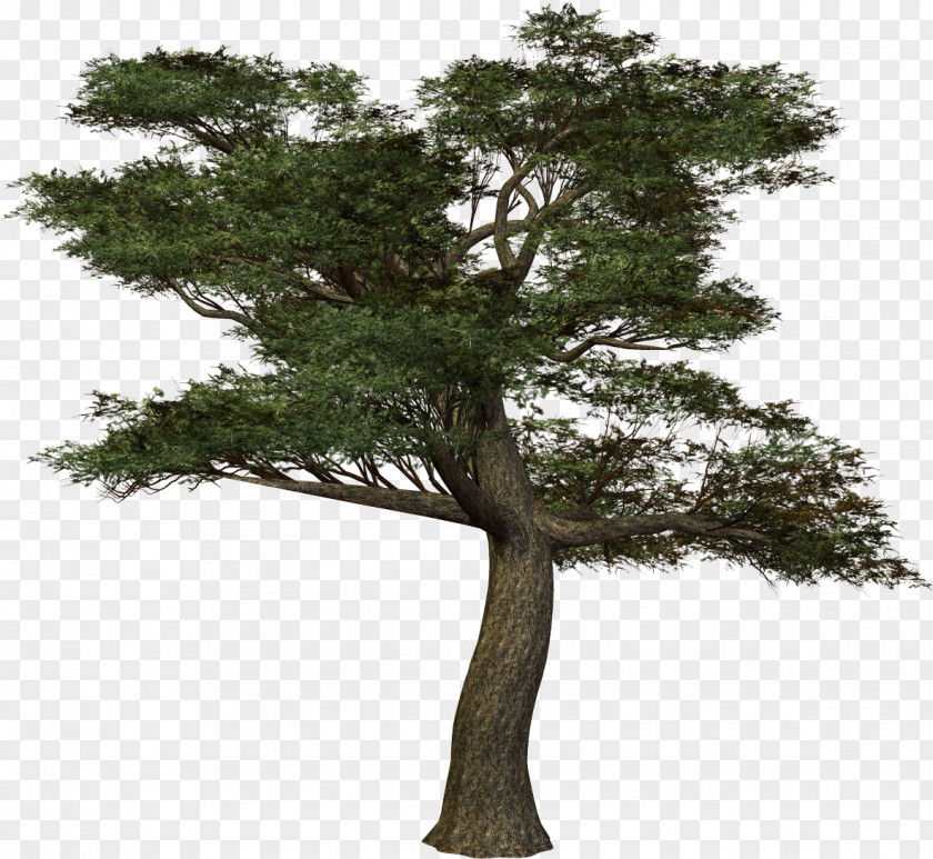 Pine Treelet .de Clip Art PNG