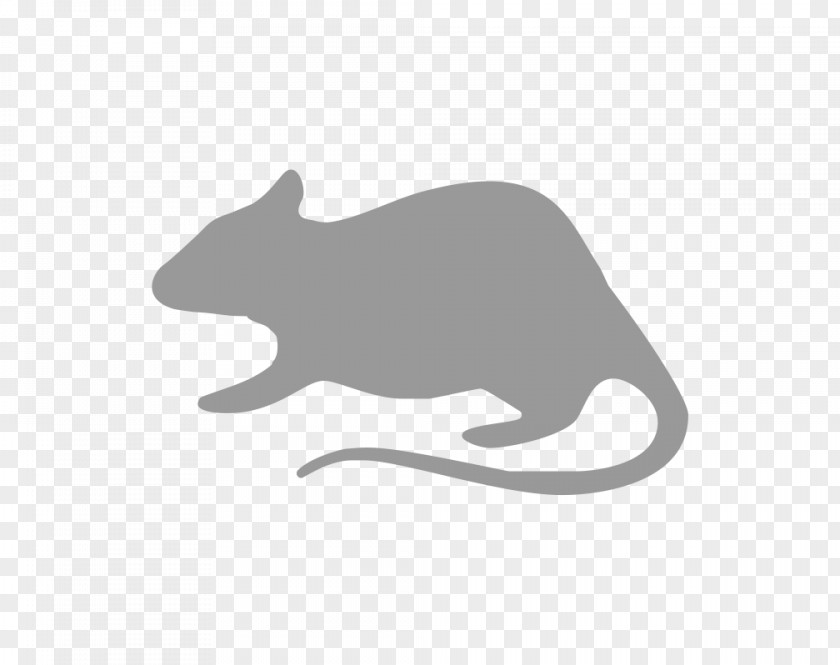 Small Hamster Cat Rodent Mouse Rat Gerbil PNG