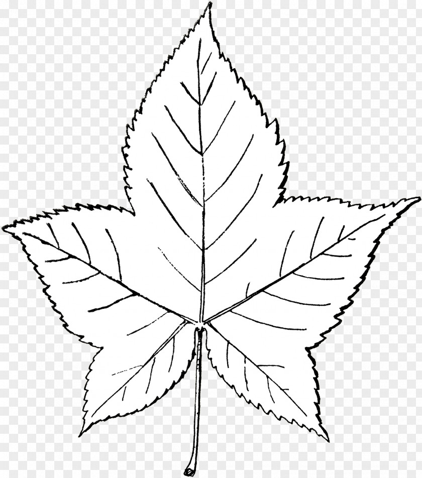 Speckle Banner Leaf Point Flower Angle Plant Stem PNG