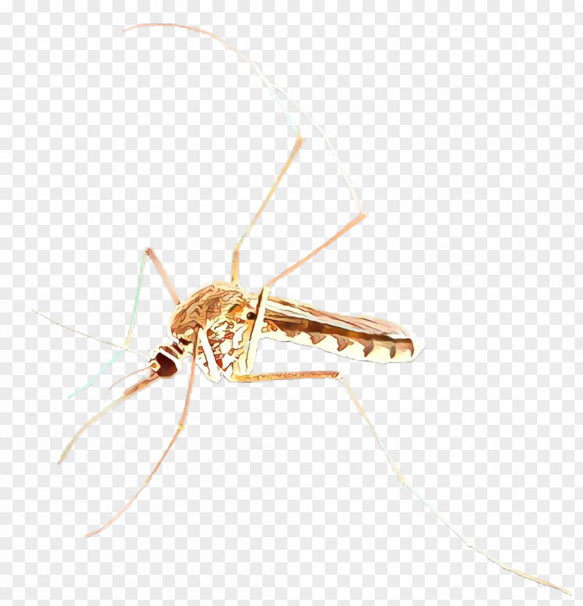 Arthropod Membranewinged Insect Mosquito PNG