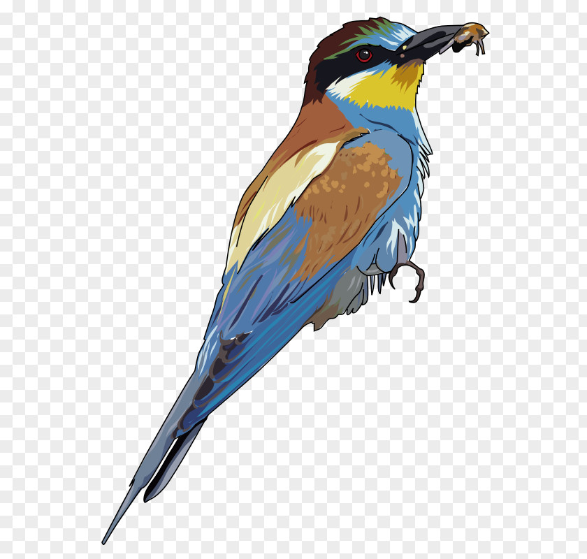 Clipboard Art Bee-eater Bird Clip PNG