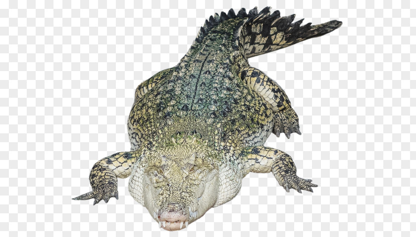 Crocodile Nile Alligators Clip Art PNG