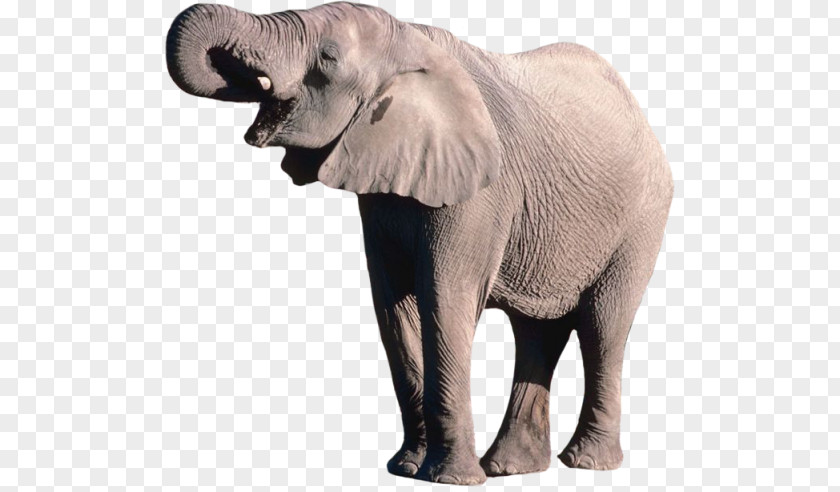 Elephants African Bush Elephant Clip Art Psd PNG