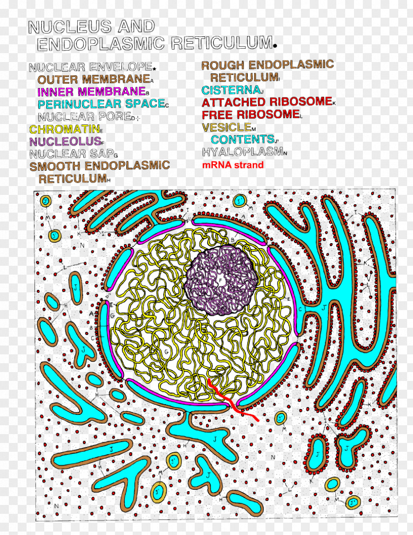 Landscape Apge With Pen Endoplasmic Reticulum Cell Nucleus Cisterna Color PNG