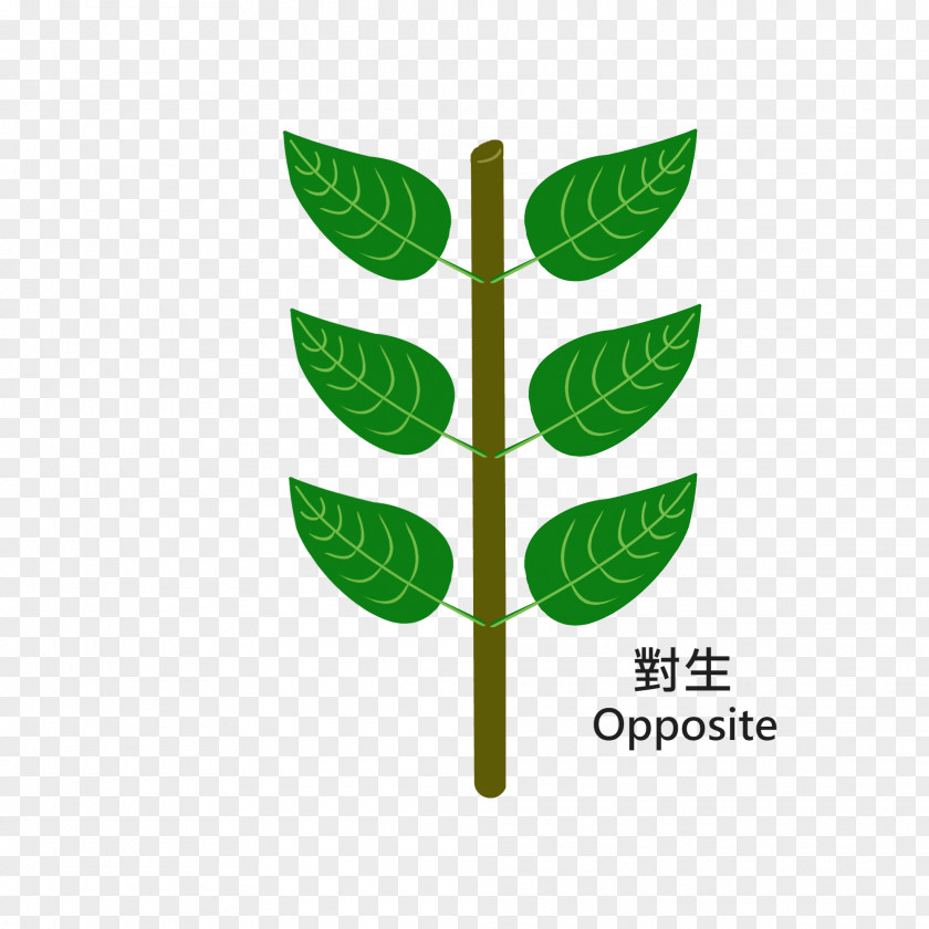 Leaf Logo Plant Stem Font PNG