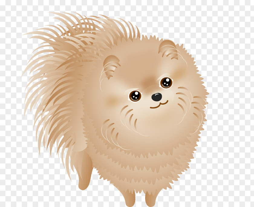 Puppy Pictures Pomeranian Dog Breed Non-sporting Group PNG