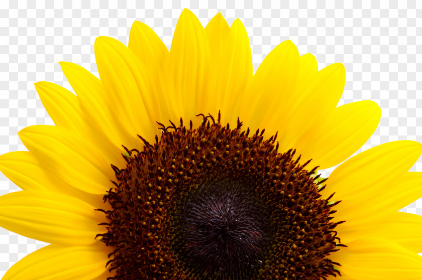 Sunflower Common Yellow Seed PNG
