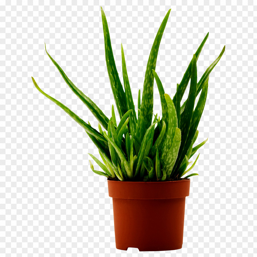 Aloe Vera Houseplant Gel Medicinal Plants PNG