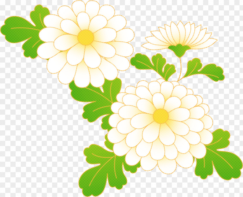 Chrysanthemum Chrysanths PNG