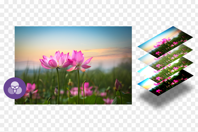 Flower Desktop Wallpaper Display Resolution High-definition Television Image 1080p PNG