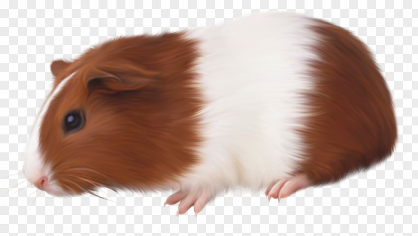 Guinea Pig Rodent Domestic Animal PNG