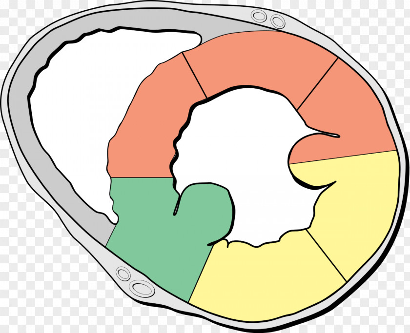 Heart Wikipedia Wikimedia Commons Foundation History PNG