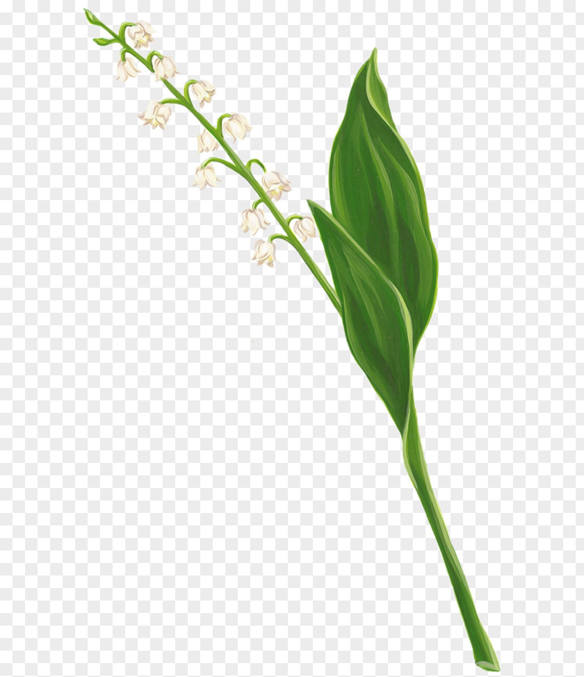 Lily Of The Valley Flower Lilium Art PNG