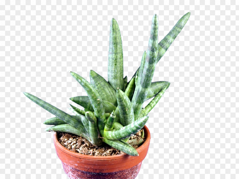 Sansevieria Cylindrica Houseplant Flowerpot Aloe Vera Embryophyta PNG