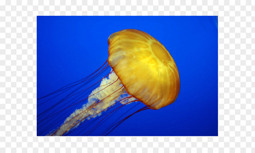 Seawater Fish Jellyfish Scyphozoa World Ocean Gastrodermis PNG
