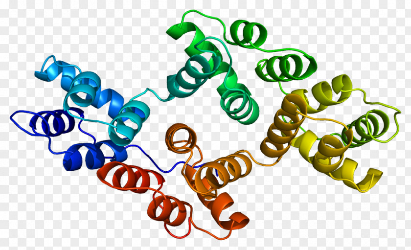 Annexin A2 A3 A5 Phospholipase PNG