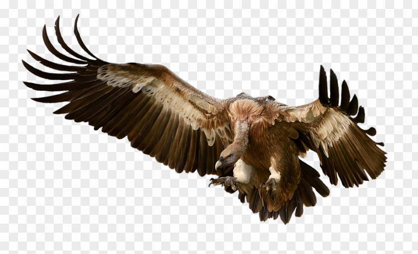 Black Hawk Turkey Vulture Clip Art Image PNG