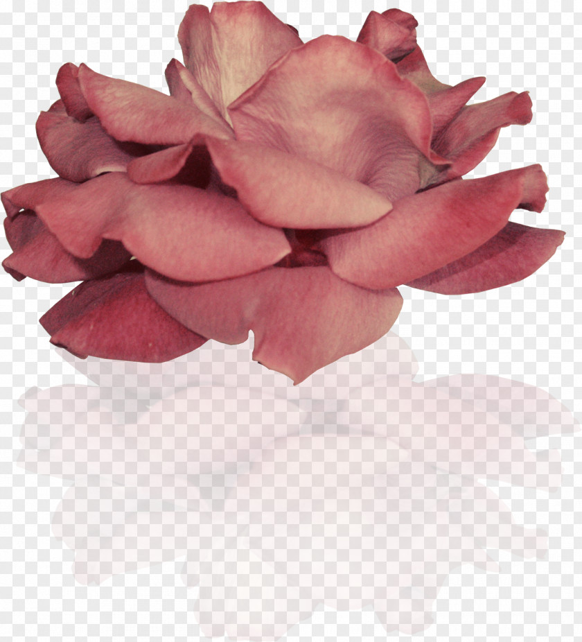 Flower Garden Roses Clip Art Petal PNG