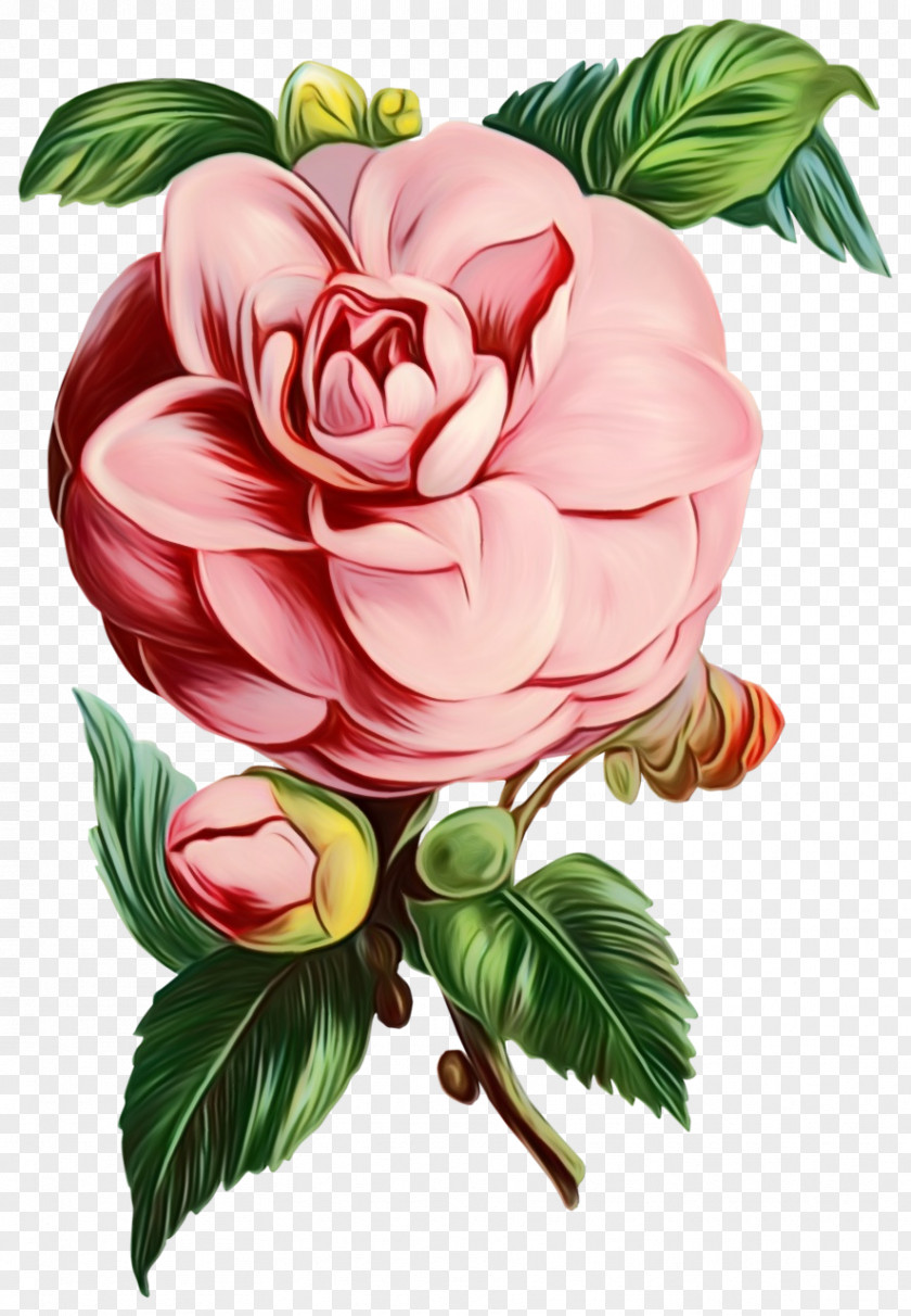 Garden Roses Cabbage Rose Floral Design Illustration Image PNG