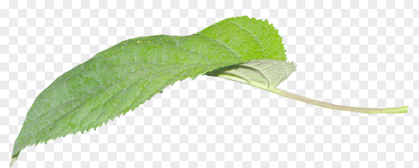 Leaf Plant Stem PNG