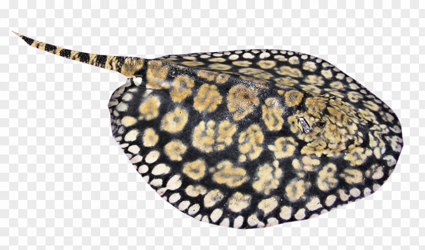 Ocellate River Stingray Myliobatoidei Giant Freshwater Zoo Tycoon 2 PNG