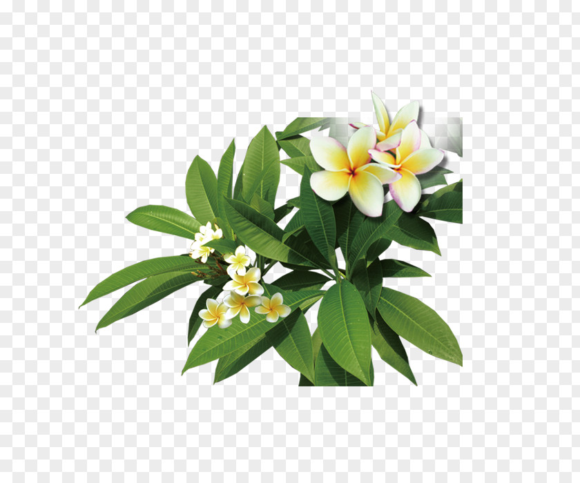 Plant Plumeria Frangipani Icon PNG
