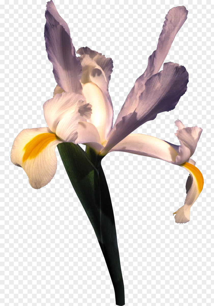 Iris Irises Cut Flowers Iridaceae Wall PNG