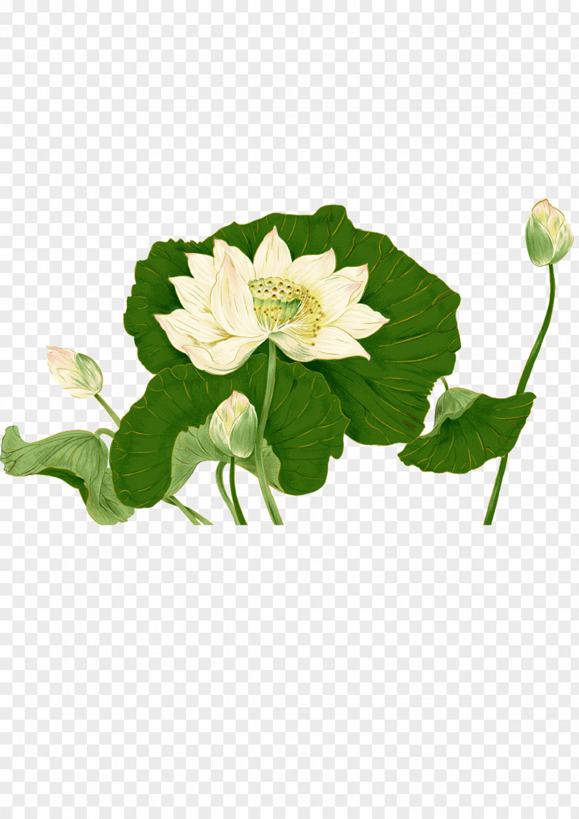 Lotus Bud Nelumbo Nucifera Leaf Ink Wash Painting PNG