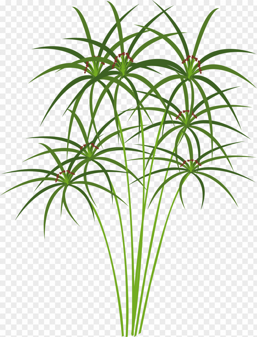 Aquatic Plants Paper Ancient Egypt Cyperus Papyrus Clip Art PNG