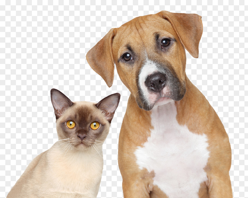 Cat Dog–cat Relationship Pet Veterinarian PNG