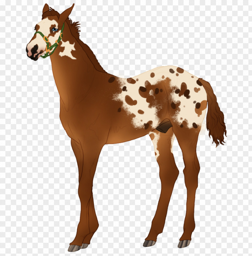 Chestnut Appaloosa Mustang Foal Pony Overo PNG