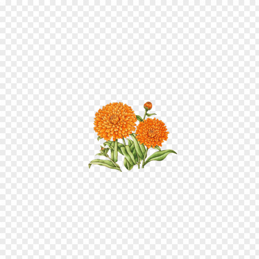 Chrysanthemum Indicum Flower Floral Design PNG