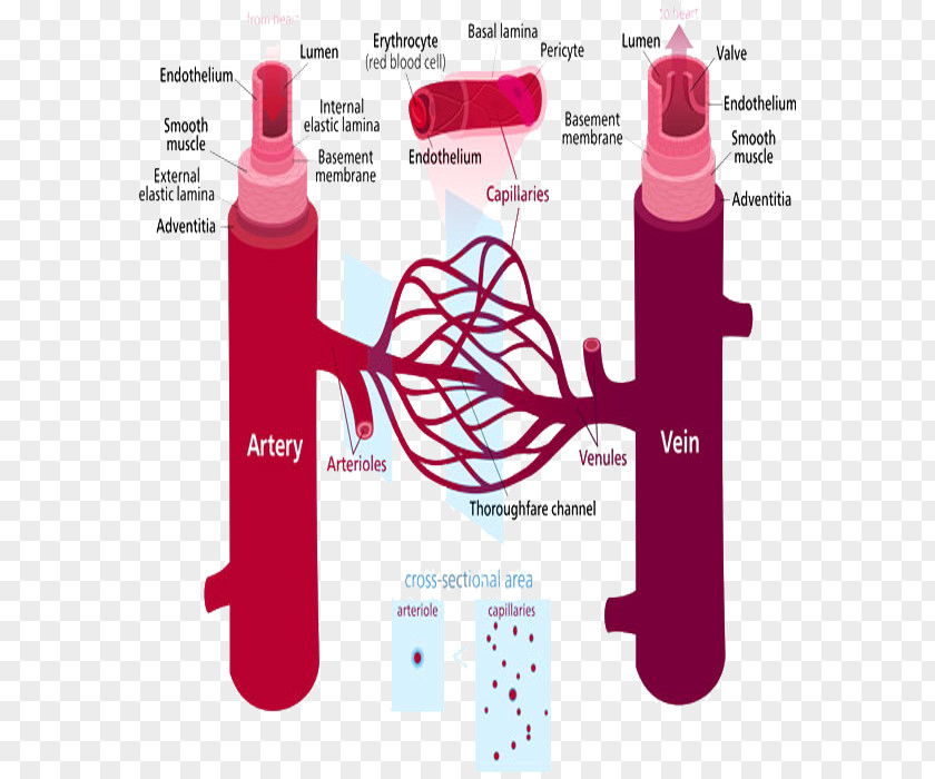 Blood Vessels Vessel Human Body Capillary Vein Circulatory System PNG