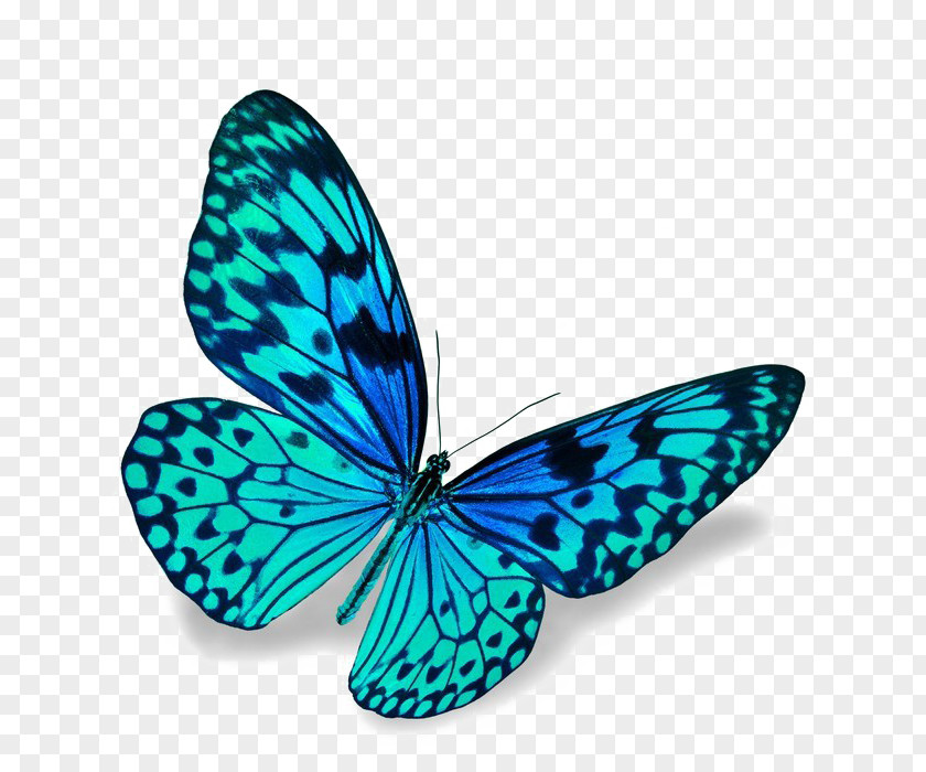 Butterfly Stock Photography Blue Stock.xchng Image PNG