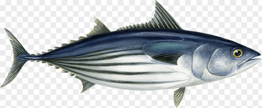 Chesapeake Blue Crab Atlantic Bonito Bigeye Tuna Skipjack Bluefin Scombridae PNG