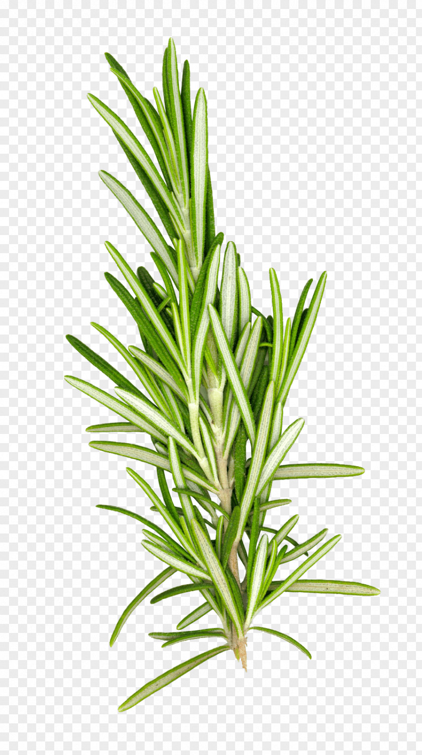 Oil Rosemary Herb Spice PNG