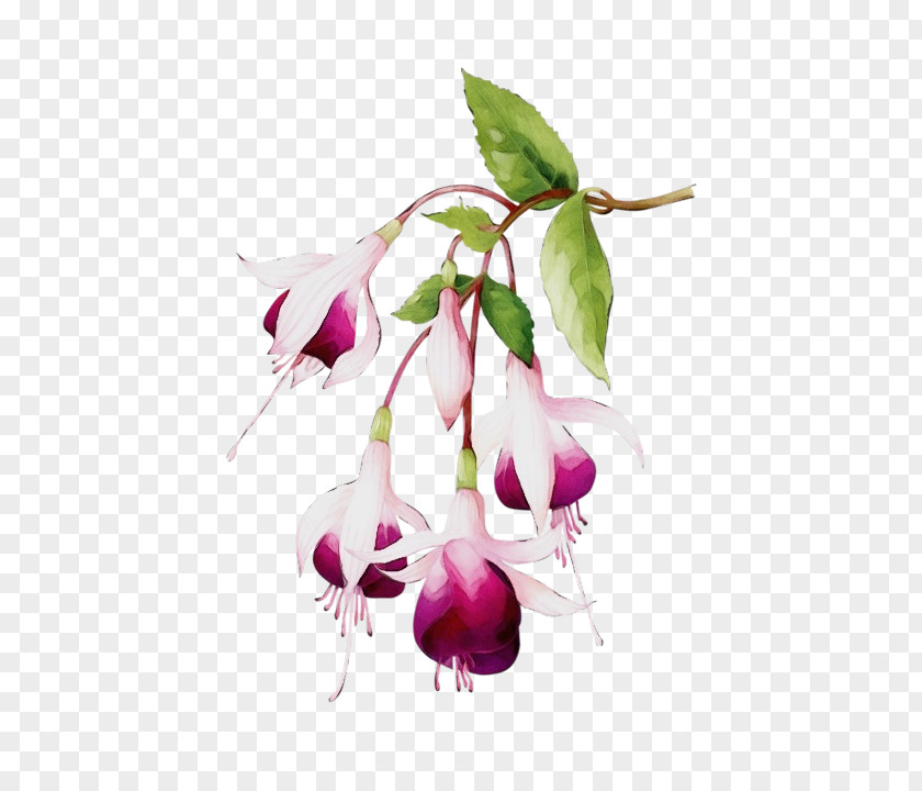 Plant Stem Cut Flowers Fuchsia Flower Petal PNG