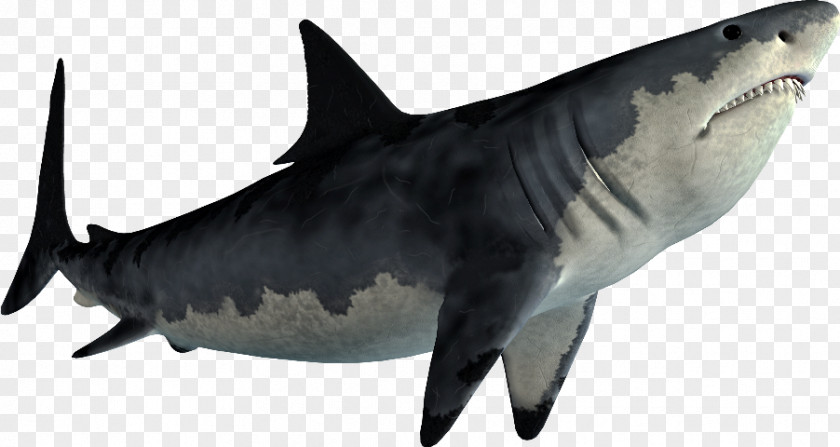 Shark Hungry Evolution Jaws Great White Image PNG