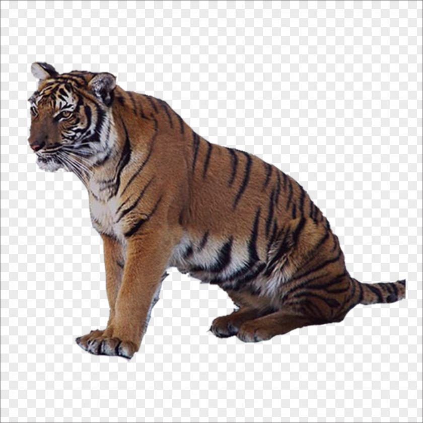 Tiger Lion Leopard Felidae PNG