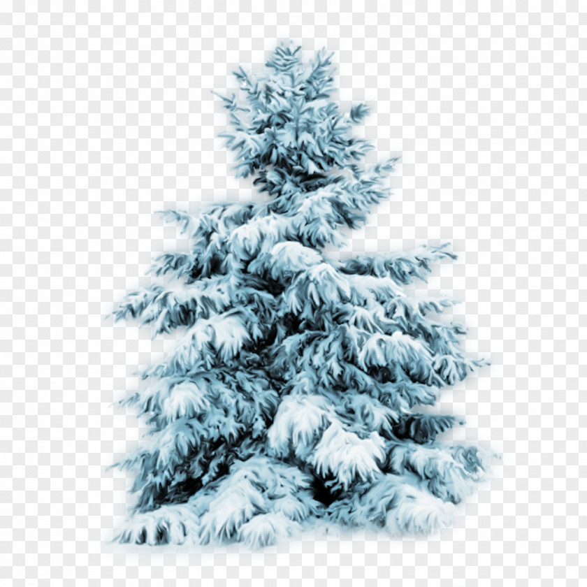 Winter Tree Snow Desktop Wallpaper Pine PNG