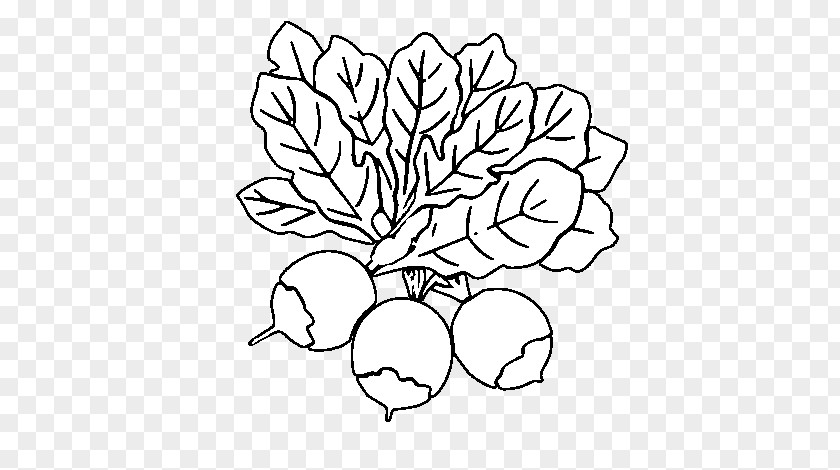 Acelga Beterraba Beetroots Drawing Coloring Book Vegetables Image PNG