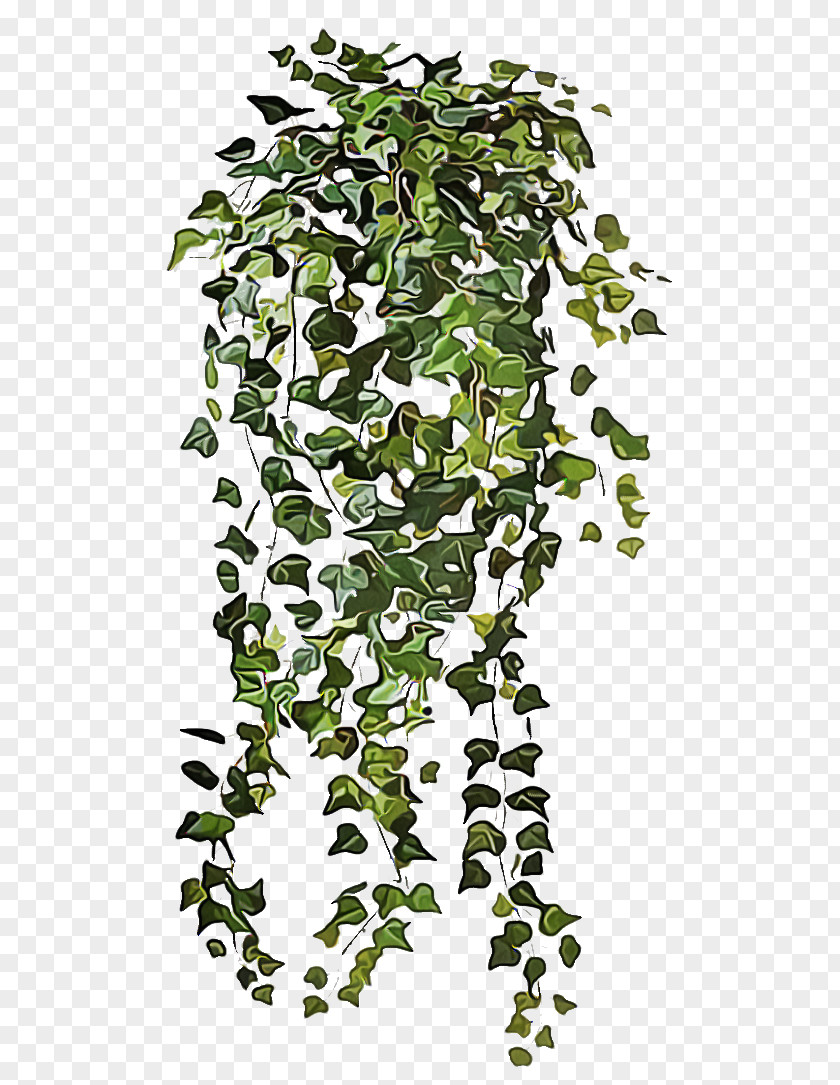 Canoe Birch Ivy Family PNG