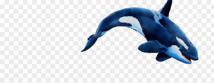 Dolphin Cobalt Blue Beak PNG