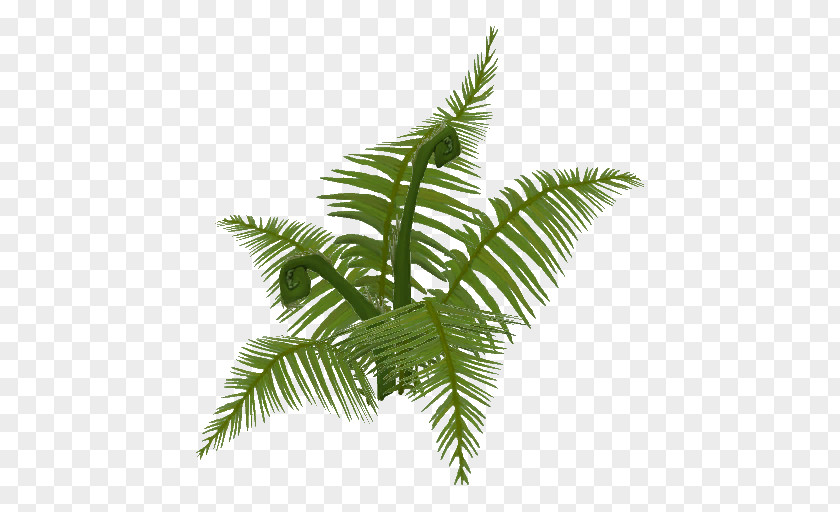 Tree Fern Personality Quiz Arecaceae Date Palm PNG