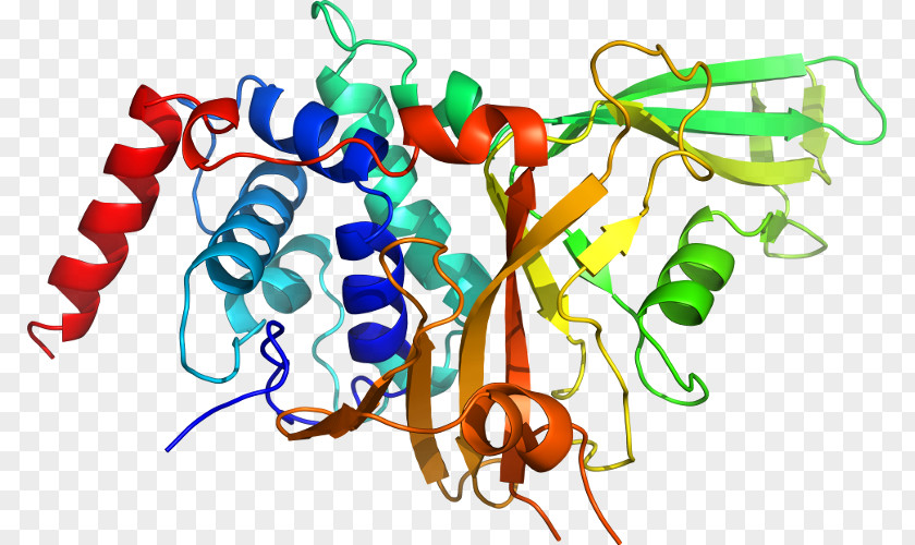 Tropomyosin Receptor Kinase B Neurotrophin Neurotrophic Factors Trk A PNG