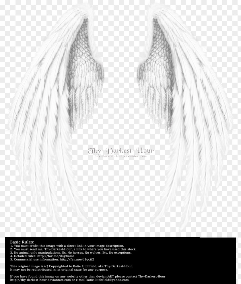 Wing,Angel Wings,Real Angel Wing PNG